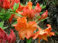 Japanese Azalea