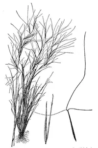prairie threeawn
