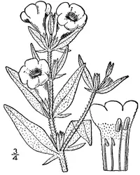 Skinner's false foxglove