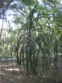 Beaucarnea goldmanii