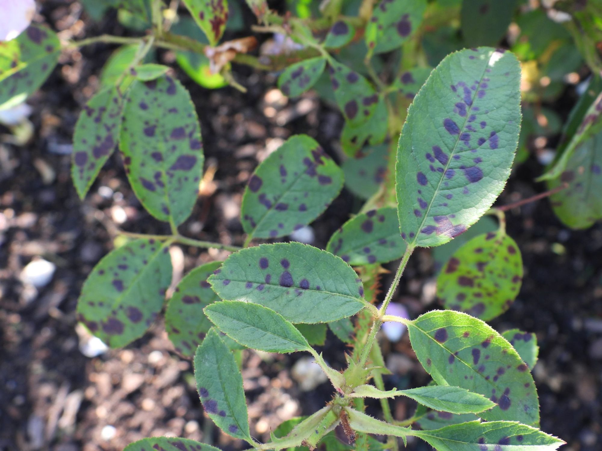 leaf spot