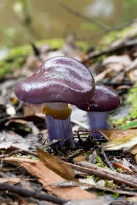 Emperor Cortinar (Cortinarius archeri) plant