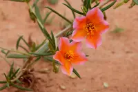 Orange Flameflower (Talinum aurantiacum) plant