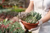 Echeveria pulidonis in the pot