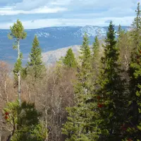 Siberian Spruce