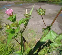 crested anoda (Anoda cristata) plant