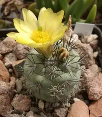 Cochemiea macdougallii