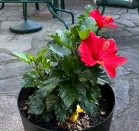 Hibiscus syriacus in pot