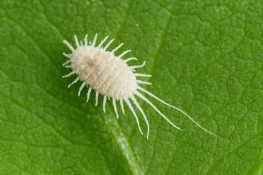 Mealybugs