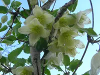 Early Virgin's-bower (Clematis cirrhosa) plant