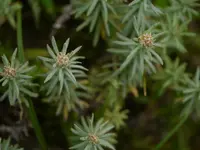 Anaphalis contorta (Anaphalis contorta) plant