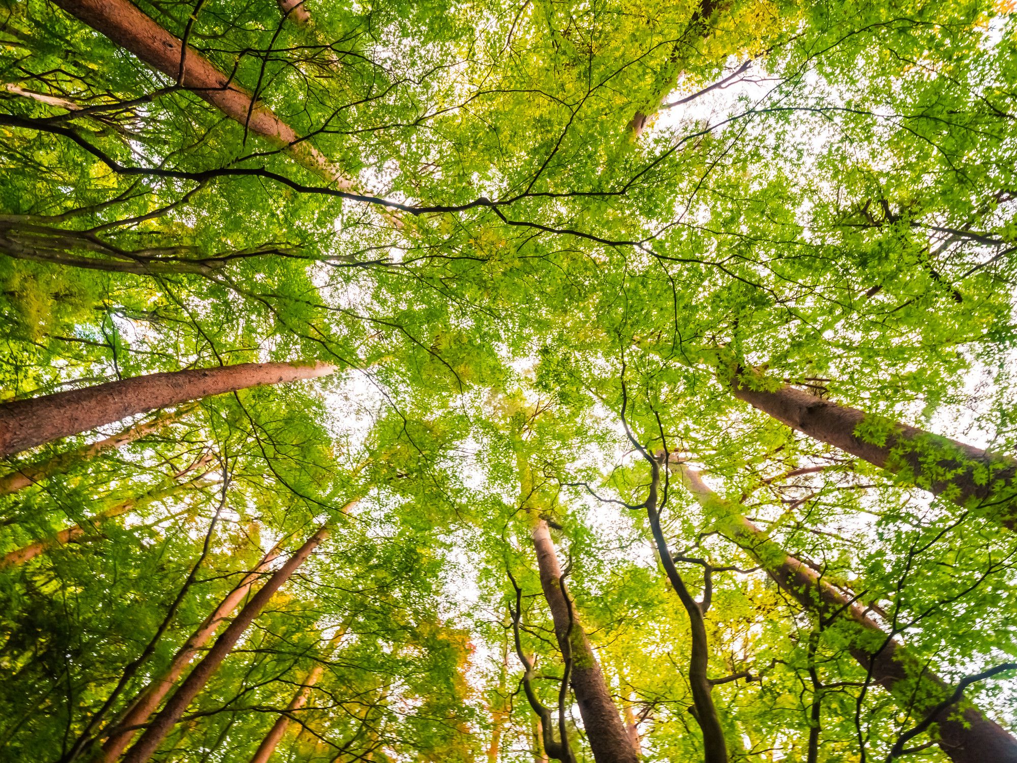 Fast-Growing Trees