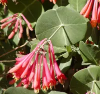 Coral honeysuckle (Lonicera sempervirens) plant