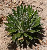 Thread-leaf Agave