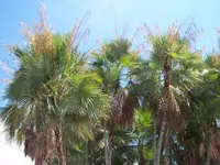 Everglades palm