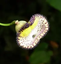 Aristolochia triangularis (Aristolochia triangularis) plant