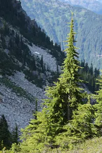 Mountain Hemlock (Tsuga mertensiana) plant