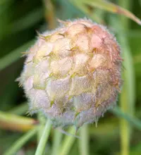 strawberry clover (Trifolium fragiferum) plant