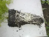 Asparagus Fern