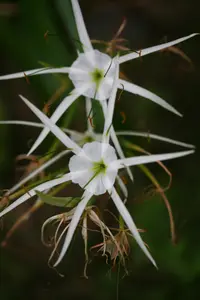 beach spiderlily (Hymenocallis littoralis) plant