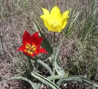 Garden tulip (Tulipa gesneriana) plant