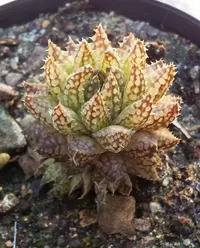 Bonnievale Haworthia