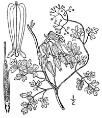 allegheny vine