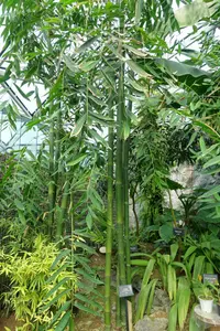 sweet bamboo