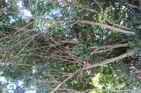 Black Plum (Vitex doniana) plant