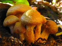 Bulbous Honey Fungus