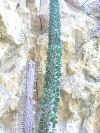 alluaudia