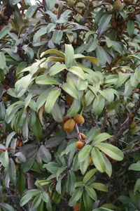 stemfruit (Englerophytum magalismontanum) plant