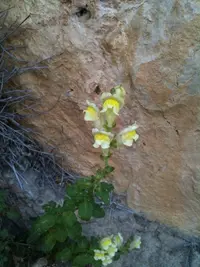 Large Snapdragon