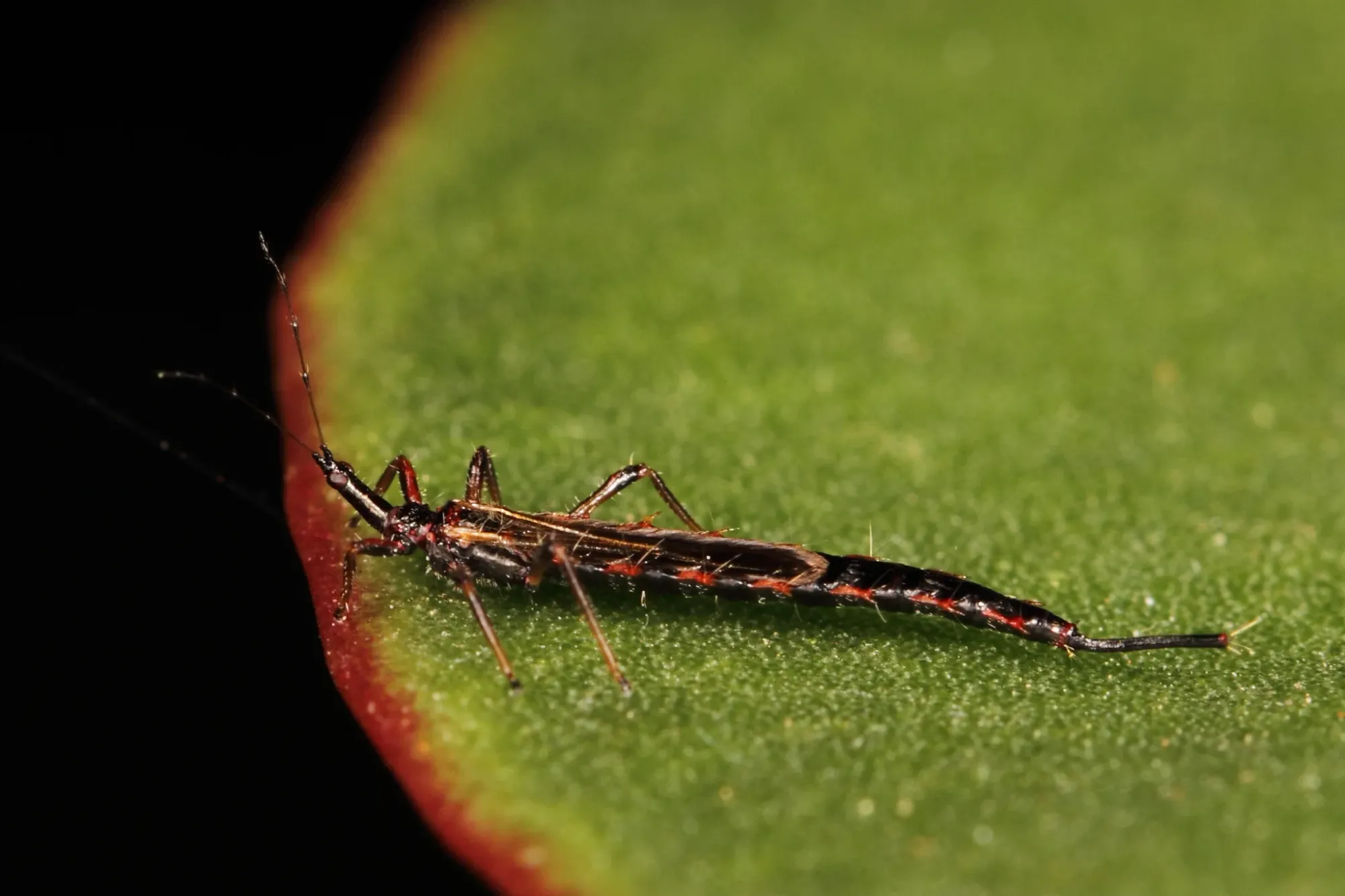 Tiny Black Bugs That Look Like Poppy Seeds - Soil Thrips