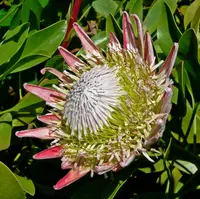 king protea