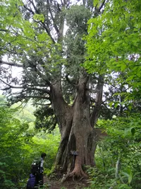 Japanese Arbor-vitae