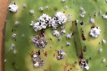 Cochineal Scale