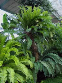 Eastern Cape giant cycad