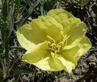 Howard's evening primrose (Oenothera howardii) plant