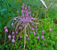 Keeled Garlic