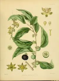 Ceylon gooseberry (Dovyalis hebecarpa) plant
