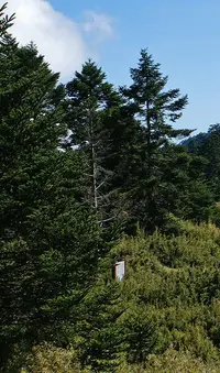 Taiwan Fir