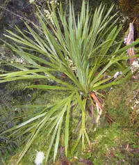 Aciphylla horrida (Aciphylla horrida) plant