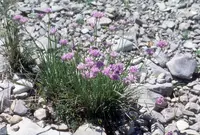 Geyer's onion