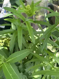 Butterfly weed photo by a Botan App user