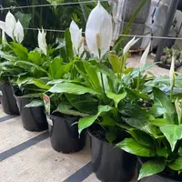 Peace Lily (Spathiphyllum 'Petite') plant