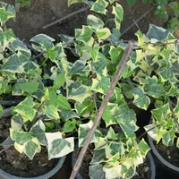 Wax Ivy (Senecio macroglossus 'Variegatus') plant
