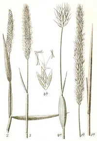 Rendle's meadow foxtail