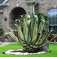 Variegated American Agave
