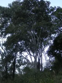 Burdekin Plum